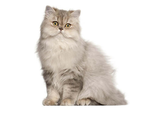 Long haired store white persian cat